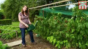 We did not find results for: How To Grow Raspberries With Thompson And Morgan Part 1 Planting And Caring For Your Raspberries Youtube
