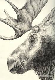 Moose Drawing By Aurora Jenson Modern, simple and unique animal head logo on shield. moose by aurora jenson