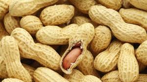 Pada setiap polong terdapat 1 sampai 4 biji kacang tanah yang terbentuk setelah pembuahan. Cara Menurunkan Berat Badan Dengan Mengonsumsi Kacang Tanah Sriwijaya Post