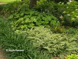 We did not find results for: Shady Characters You Want In Your Garden East Texas Gardening