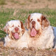 Image result for clumber španěl lov