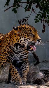 True Animated Wallpapers For Your Lock Screen Https Itunes Apple Com App Id1098805023 Fotos De Animales Salvajes Animales Salvajes Fotografia Animal