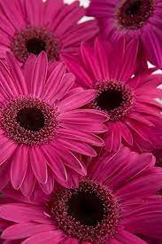 Dark Pink Gerbera Daisies Calyx Flowers Inc Calyx Flowers Pink Flowers Pink Gerbera