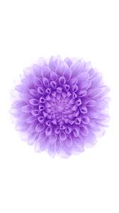 Ios X Purple Flower White 4k Android And Iphone Wallpaper Flower Iphone Wallpaper Purple Wallpaper Iphone Iphone 5s Wallpaper