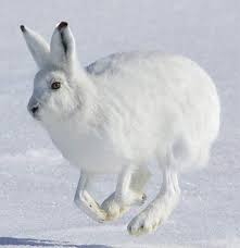 Image result for one of a kind animals