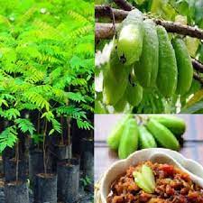 Pokok belimbing buluh (nama lain: Pokok Belimbing Buluh Green New Pgmall