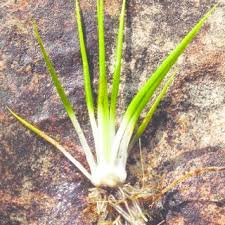 Image result for Microsorum pappei