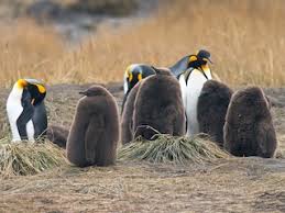 Find the perfect high contrast black and white stock illustrations from getty images. King Penguin Aptenodytes Patagonicus Birds Of The World