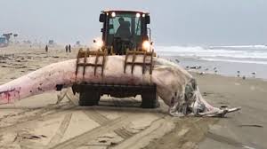 Hi i'm trying to plan a day trip to the beach, i'm from arizona so i'm fires: Whale Buried Beneath Sand After Washing Up Dead On Huntington Beach Ktla