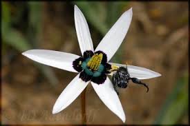 Image result for Hypoxidaceae