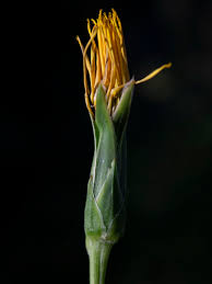 Image result for Pseudopodospermum hispanicum