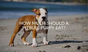 Maybe you would like to learn more about one of these? How Much Should A Pitbull Puppy Eat Are You Feeding Them Too Much Jubilant Pups