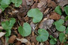 The stem is located in the middle and is often confused with. 33 Dichondra Lawn Ideas Lawn Plants Ground Cover