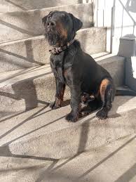 Image result for jagdteriér