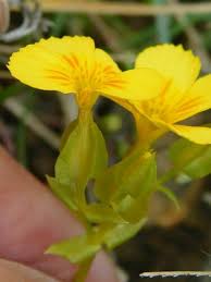 Image result for Sebaea leiostyla