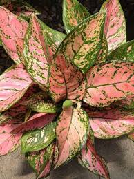 Pin On Indoor Plants