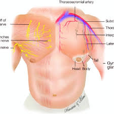 Below is a diagram showing the chest muscles depicting where the different exercises target. Diagram Illustrating The Male Chest With Its Associated Arteries Download Scientific Diagram