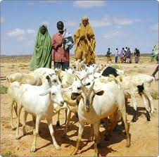 A Picture Of People In Somalia With Their Goats Livestock Is A Huge Export In Somalia Along With Bananas Hides Fish Pictures Of People Livestock Pictures
