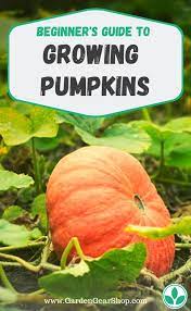 Growing Pumpkins Beginner S Guide Growing Pumpkins Planting Pumpkins Grow Pumpkins From Seeds