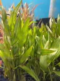 Image result for Hygrophila cataractae