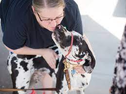 Rescue for reptiles and medium to large birds. Upper Midwest Great Dane Rescue