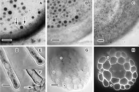 We did not find results for: Root Hair Cell Walls Filling In The Framework This Review Is One Of A Selection Of Papers Published In The Special Issue On Plant Cell Biology