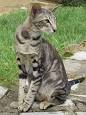 Oriental - Tabby | Cats | Breed Information | Omlet