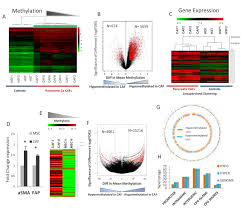 Most pancreatic cancers occur in the head of the pancreas (75%). Lactate Mediated Epigenetic Reprogramming Regulates Formation Of Human Pancreatic Cancer Associated Fibroblasts Elife