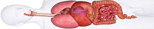 These systems include the integumentary system gaseous exchanges occur in the respiratory system (lungs). 20 Important Organs Of The Human Body List Size Weight