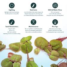 Image result for Phyllanthus retinervis