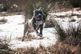 Contrary to its tough appearance, the stafford is a. L Alimentazione Del Cane Amstaff Forza10