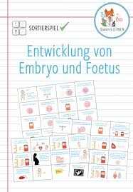 Stadien der embryonalentwicklung beim menschen,phasen der geburt arbeitsblatt,stadien befruchtete eizelle,morula,wieviele eizellen werden blastozysten,embryo entwicklung,blastozyste qualität,entwicklung embryo tag für tag, kurs download vom ei zum embryo. Pin Auf Biologie Sekundarstufe Unterrichtsmaterialien