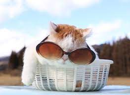 めがね 猫 かご猫 めがね