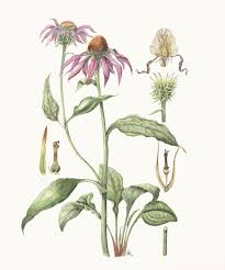 Echinacea Purpurea By Barbara Clemence Botanical Illustration Botanical Drawings Botanical Art