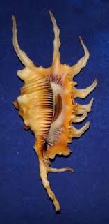 Lambis Scorpio 50 Off In Your Phone Bill Telexfree Landlines And Cell Phones Free Trial For 1 Hour Http Www Telexfree Com Ad Atlant Sea Shells Shells Sea