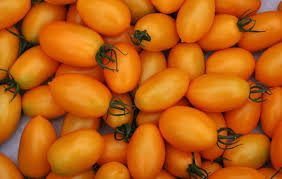 How to grow a tomato from sliced tomato fruit. Growing Roma Tomatoes