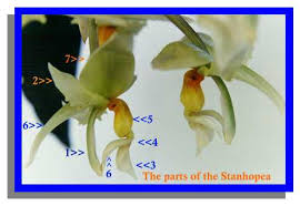 Image result for Summerhayesia zambesiaca