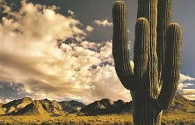 Oct 12, 2021 · likely the most distinguishing and well known features of a cactus are its prickly spines. 10 Amazing Facts About Saguaros