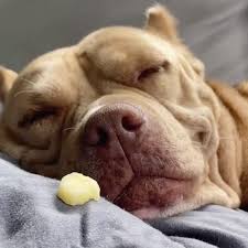 Download free stock video footage featuring a sleepy puppy. 25 Tiktok Videos Of Dogs Waking Up To Their Favorite Snacks Popsugar Pets