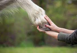 Major health insurance coverage for online therapy varies by state. Horse Massage Therapies
