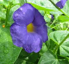 Image result for Thunbergianthus