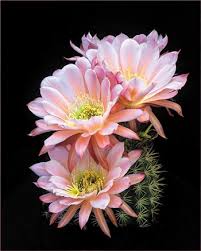 Camera Club: The Also-Rans