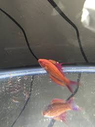 White Spot On Dorsal Fin Reef Central Online Community