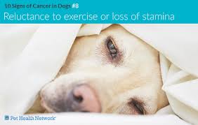 Some of the signs that it's time to say goodbye to a dog with cancer include: 10 Signs Of Cancer In Dogs