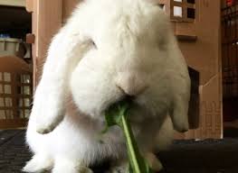 She gets along with other rabbits and has been socialised with cats. Help I Have No Idea How Much Hay To Buy My Feature Bunny Rabbitsonline