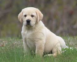 Check spelling or type a new query. Dole Hill Labradors Labrador Retrievers Puppies Puppies For Sale