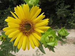 Hardy perennials for sun and warm days, these plants burst onto the scene in the early days of summer and continue to bloom steadily until the final days of the season. Annual Vs Perennial Plant Evolution Wikipedia
