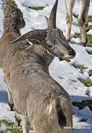 Nahur Goluboj Baran Animals Sheep Kangaroo