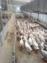 Selamat datang di toko kami kami menyediakan karkas bebek dan ayam yg sdh dalam kondisi beku. Cara Ternak Bebek Pedaging