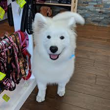 Woof Gang Bakery & Grooming Bridgewater